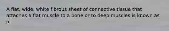 A flat, wide, white fibrous sheet of connective tissue that attaches a flat muscle to a bone or to deep muscles is known as a: