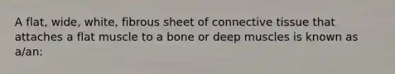 A flat, wide, white, fibrous sheet of connective tissue that attaches a flat muscle to a bone or deep muscles is known as a/an: