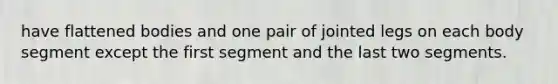 have flattened bodies and one pair of jointed legs on each body segment except the first segment and the last two segments.