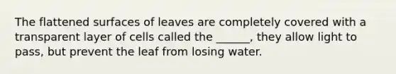 The flattened surfaces of leaves are completely covered with a transparent layer of cells called the ______, they allow light to pass, but prevent the leaf from losing water.