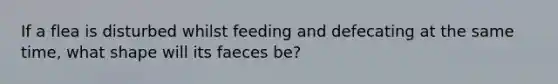 If a flea is disturbed whilst feeding and defecating at the same time, what shape will its faeces be?