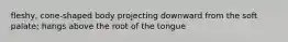 fleshy, cone-shaped body projecting downward from the soft palate; hangs above the root of the tongue