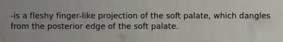 -is a fleshy finger-like projection of the soft palate, which dangles from the posterior edge of the soft palate.