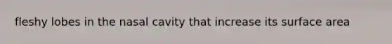 fleshy lobes in the nasal cavity that increase its surface area