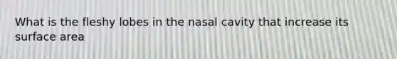 What is the fleshy lobes in the nasal cavity that increase its surface area