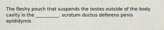 The fleshy pouch that suspends the testes outside of the body cavity is the __________. scrotum ductus deferens penis epididymis