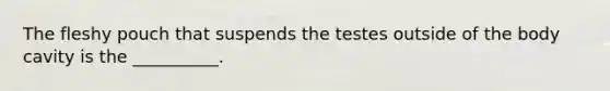 The fleshy pouch that suspends the testes outside of the body cavity is the __________.