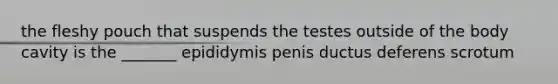 the fleshy pouch that suspends the testes outside of the body cavity is the _______ epididymis penis ductus deferens scrotum