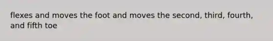 flexes and moves the foot and moves the second, third, fourth, and fifth toe