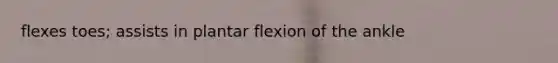 flexes toes; assists in plantar flexion of the ankle