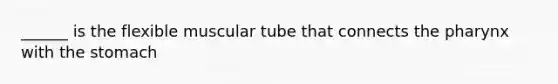 ______ is the flexible muscular tube that connects the pharynx with the stomach