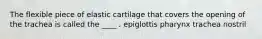 The flexible piece of elastic cartilage that covers the opening of the trachea is called the ____ . epiglottis pharynx trachea nostril