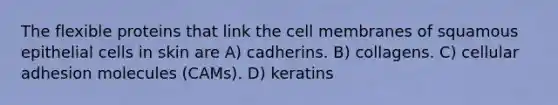 The flexible proteins that link the cell membranes of squamous epithelial cells in skin are A) cadherins. B) collagens. C) cellular adhesion molecules (CAMs). D) keratins