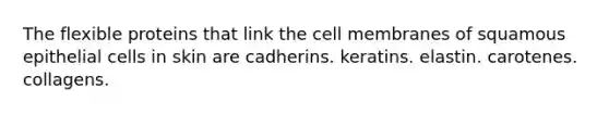 The flexible proteins that link the cell membranes of squamous epithelial cells in skin are cadherins. keratins. elastin. carotenes. collagens.