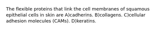 The flexible proteins that link the cell membranes of squamous epithelial cells in skin are A)cadherins. B)collagens. C)cellular adhesion molecules (CAMs). D)keratins.