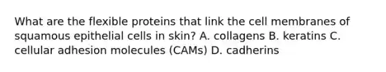 What are the flexible proteins that link the cell membranes of squamous epithelial cells in skin? A. collagens B. keratins C. cellular adhesion molecules (CAMs) D. cadherins