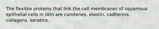 The flexible proteins that link the cell membranes of squamous epithelial cells in skin are carotenes. elastin. cadherins. collagens. keratins.