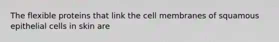 The flexible proteins that link the cell membranes of squamous epithelial cells in skin are