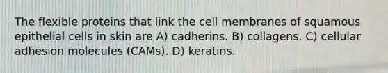 The flexible proteins that link the cell membranes of squamous epithelial cells in skin are A) cadherins. B) collagens. C) cellular adhesion molecules (CAMs). D) keratins.