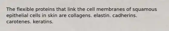 The flexible proteins that link the cell membranes of squamous epithelial cells in skin are collagens. elastin. cadherins. carotenes. keratins.