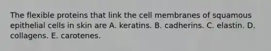 The flexible proteins that link the cell membranes of squamous epithelial cells in skin are A. keratins. B. cadherins. C. elastin. D. collagens. E. carotenes.