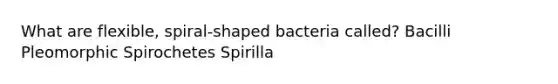 What are flexible, spiral-shaped bacteria called? Bacilli Pleomorphic Spirochetes Spirilla