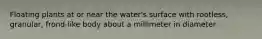 Floating plants at or near the water's surface with rootless, granular, frond-like body about a millimeter in diameter