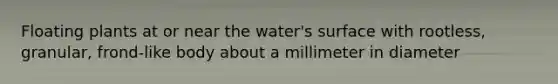 Floating plants at or near the water's surface with rootless, granular, frond-like body about a millimeter in diameter