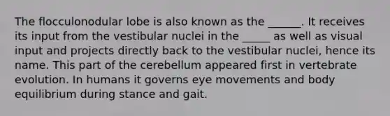 The flocculonodular lobe is also known as the ______. It receives its input from the vestibular nuclei in the _____ as well as visual input and projects directly back to the vestibular nuclei, hence its name. This part of the cerebellum appeared first in vertebrate evolution. In humans it governs eye movements and body equilibrium during stance and gait.