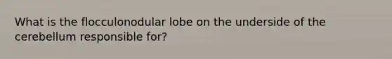 What is the flocculonodular lobe on the underside of the cerebellum responsible for?