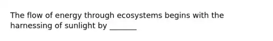 The flow of energy through ecosystems begins with the harnessing of sunlight by _______