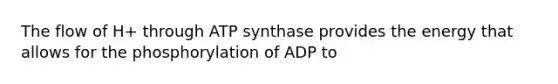 The flow of H+ through ATP synthase provides the energy that allows for the phosphorylation of ADP to