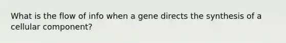 What is the flow of info when a gene directs the synthesis of a cellular component?