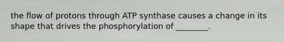 the flow of protons through ATP synthase causes a change in its shape that drives the phosphorylation of ________.