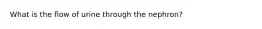 What is the flow of urine through the nephron?