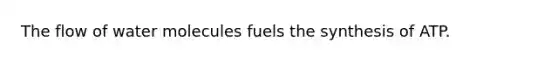 The flow of water molecules fuels the synthesis of ATP.