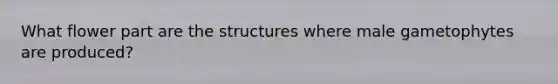 What flower part are the structures where male gametophytes are produced?