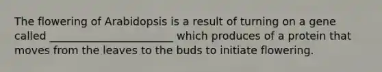 The flowering of Arabidopsis is a result of turning on a gene called _______________________ which produces of a protein that moves from the leaves to the buds to initiate flowering.