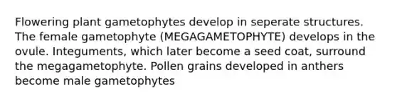 Flowering plant gametophytes develop in seperate structures. The female gametophyte (MEGAGAMETOPHYTE) develops in the ovule. Integuments, which later become a seed coat, surround the megagametophyte. Pollen grains developed in anthers become male gametophytes