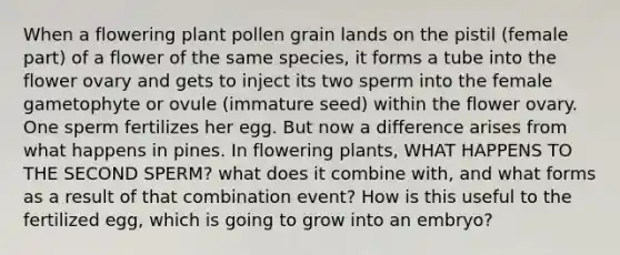 When a flowering plant pollen grain lands on the pistil (female part) of a flower of the same species, it forms a tube into the flower ovary and gets to inject its two sperm into the female gametophyte or ovule (immature seed) within the flower ovary. One sperm fertilizes her egg. But now a difference arises from what happens in pines. In flowering plants, WHAT HAPPENS TO THE SECOND SPERM? what does it combine with, and what forms as a result of that combination event? How is this useful to the fertilized egg, which is going to grow into an embryo?