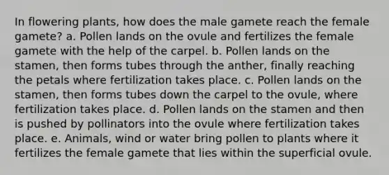 In flowering plants, how does the male gamete reach the female gamete? a. Pollen lands on the ovule and fertilizes the female gamete with the help of the carpel. b. Pollen lands on the stamen, then forms tubes through the anther, finally reaching the petals where fertilization takes place. c. Pollen lands on the stamen, then forms tubes down the carpel to the ovule, where fertilization takes place. d. Pollen lands on the stamen and then is pushed by pollinators into the ovule where fertilization takes place. e. Animals, wind or water bring pollen to plants where it fertilizes the female gamete that lies within the superficial ovule.