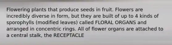 Flowering plants that produce seeds in fruit. Flowers are incredibly diverse in form, but they are built of up to 4 kinds of sporophylls (modified leaves) called FLORAL ORGANS and arranged in concentric rings. All of flower organs are attached to a central stalk, the RECEPTACLE