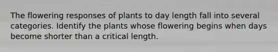 The flowering responses of plants to day length fall into several categories. Identify the plants whose flowering begins when days become shorter than a critical length.