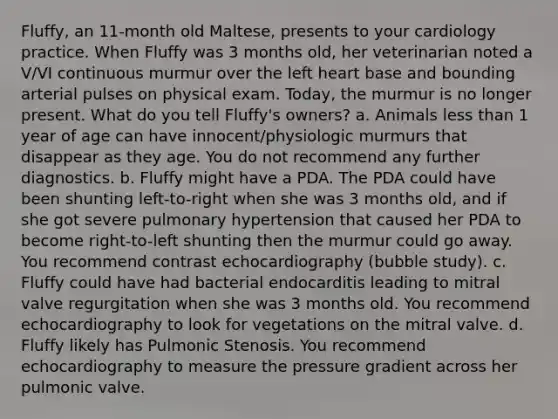 Fluffy, an 11-month old Maltese, presents to your cardiology practice. When Fluffy was 3 months old, her veterinarian noted a V/VI continuous murmur over the left heart base and bounding arterial pulses on physical exam. Today, the murmur is no longer present. What do you tell Fluffy's owners? a. Animals less than 1 year of age can have innocent/physiologic murmurs that disappear as they age. You do not recommend any further diagnostics. b. Fluffy might have a PDA. The PDA could have been shunting left-to-right when she was 3 months old, and if she got severe pulmonary hypertension that caused her PDA to become right-to-left shunting then the murmur could go away. You recommend contrast echocardiography (bubble study). c. Fluffy could have had bacterial endocarditis leading to mitral valve regurgitation when she was 3 months old. You recommend echocardiography to look for vegetations on the mitral valve. d. Fluffy likely has Pulmonic Stenosis. You recommend echocardiography to measure the pressure gradient across her pulmonic valve.