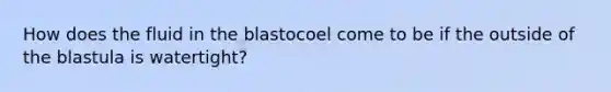 How does the fluid in the blastocoel come to be if the outside of the blastula is watertight?