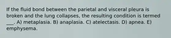 If the fluid bond between the parietal and visceral pleura is broken and the lung collapses, the resulting condition is termed ___. A) metaplasia. B) anaplasia. C) atelectasis. D) apnea. E) emphysema.