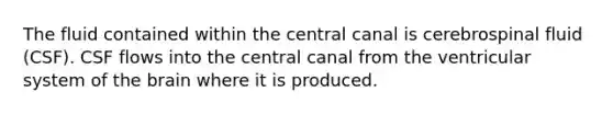 The fluid contained within the central canal is cerebrospinal fluid (CSF). CSF flows into the central canal from the ventricular system of the brain where it is produced.