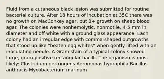 Fluid from a cutaneous black lesion was submitted for routine bacterial culture. After 18 hours of incubation at 35C there was no growth on MacConkey agar, but 3+ growth on sheep blood agar. The colonies were nonhemolytic, nonmotile, 4-5 mm in diameter and off-white with a ground glass appearance. Each colony had an irregular edge with comma-shaped outgrowths that stood up like "beaten egg whites" when gently lifted with an inoculating needle. A Gram stain of a typical colony showed large, gram-positive rectangular bacilli. The organism is most likely: Clostridium perfringens Aeromonas hydrophila Bacillus anthracis Mycobacterium marinum