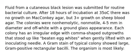 Fluid from a cutaneous black lesion was submitted for routine bacterial culture. After 18 hours of incubation at 35oC there was no growth on MacConkey agar, but 3+ growth on sheep blood agar. The colonies were nonhemolytic, nonmotile, 4-5 mm in diameter and off-white with a ground glass appearance. Each colony has an irregular edge with comma-shaped outgrowths that stood up like "beaten egg whites" when gently lifted with an inoculating needle. A Gram stain of typical colony showed large, Gram-positive rectangular bacilli. The organism is most likely: