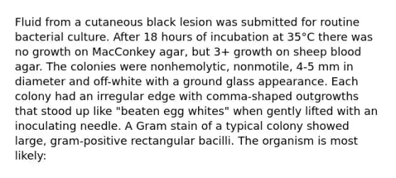 Fluid from a cutaneous black lesion was submitted for routine bacterial culture. After 18 hours of incubation at 35°C there was no growth on MacConkey agar, but 3+ growth on sheep blood agar. The colonies were nonhemolytic, nonmotile, 4-5 mm in diameter and off-white with a ground glass appearance. Each colony had an irregular edge with comma-shaped outgrowths that stood up like "beaten egg whites" when gently lifted with an inoculating needle. A Gram stain of a typical colony showed large, gram-positive rectangular bacilli. The organism is most likely: